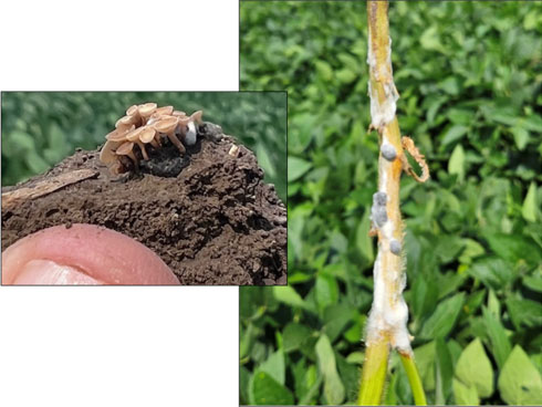 White mold on soybean stem