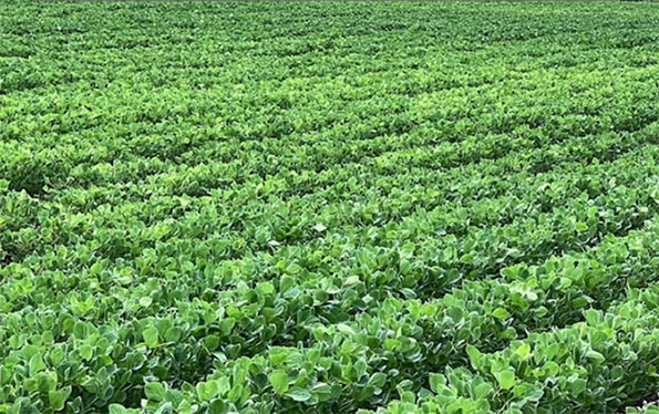 Some soybean plants in a field showing yellowing leaves