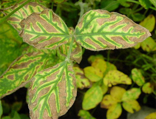 SDS symptoms on soybean leaves