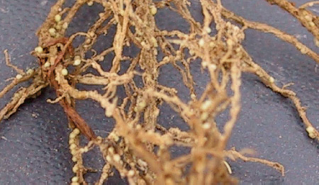 White SCN females on soybean roots