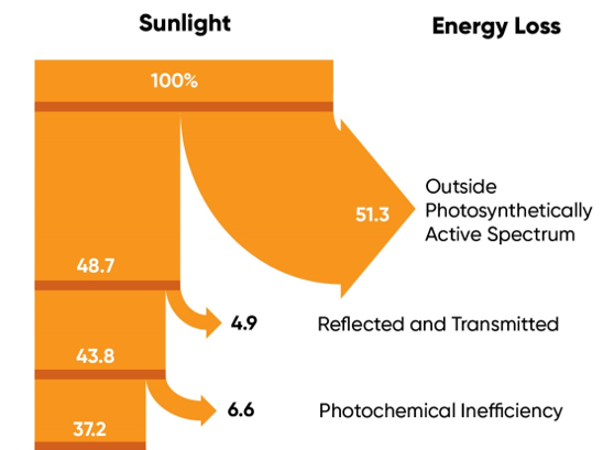 Minimum energy losses at each step of the photosynthetic process of C3 and C4 plants