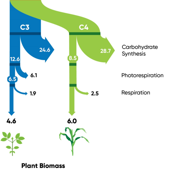 Minimum energy losses at each step of the photosynthetic process of C3 and C4 plants