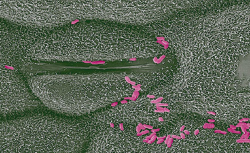 Methylobacterium symbioticum - the active ingredient in Utrisha N - on the surface of a plant leaf