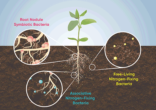 Diazotrophs can be grouped into one of three categories based on their life habit - free-living - associative or symbiotic