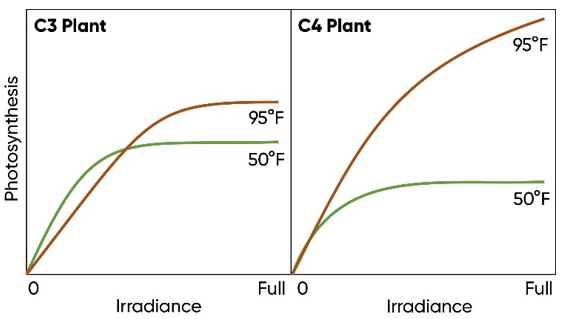 Generalized light response curves for C3 and C4 plants at low and high temperature