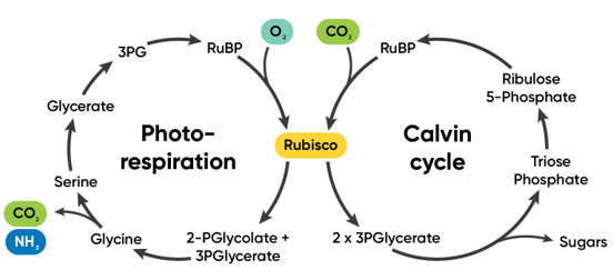 Calvin cycle and photorespiration pathways