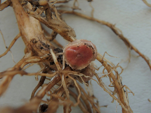 Soybean nodule - fixing atmospheric nitrogen