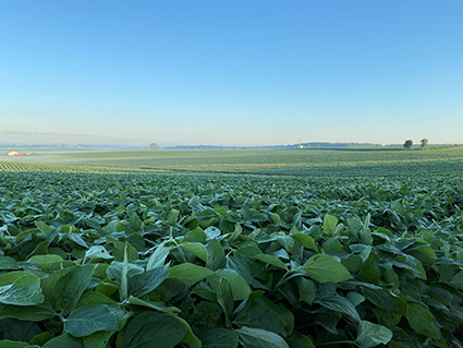 Soybean field - long distance shot - midseason