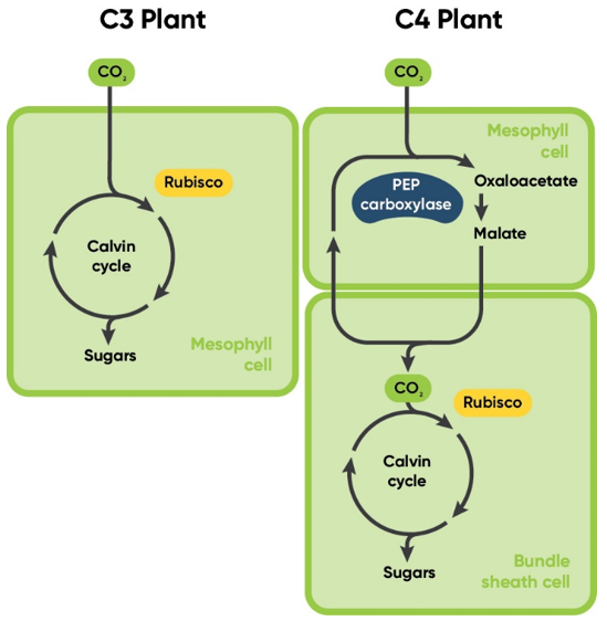 Comparison of major steps in the carbon fixation pathways of C3 and C4 plants