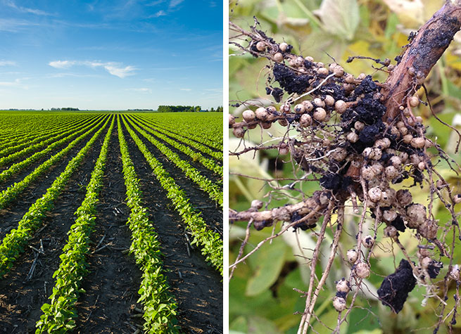 The amount of nitrogen fixed through symbiotic associations can be substantial - legumes such as soybeans can fix as much as 250 lbs of nitrogen per acre