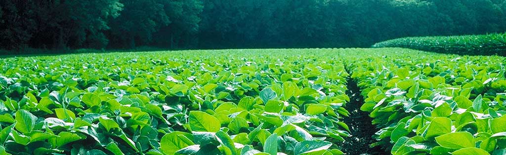 soybean field in sunlight - trees in background - wide angle