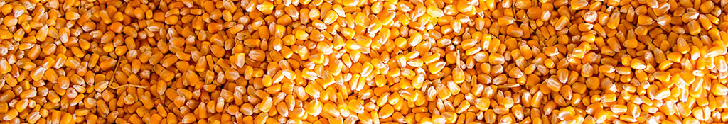 Corn kernels - closeup