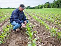 Pioneer researcher checking early corn plants in field