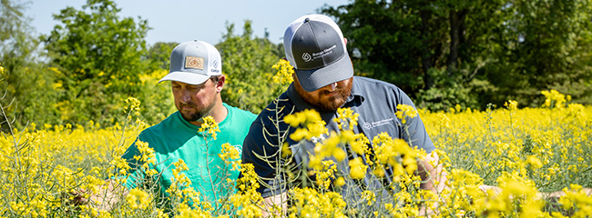 Agronomists in field - inspecting canola crop