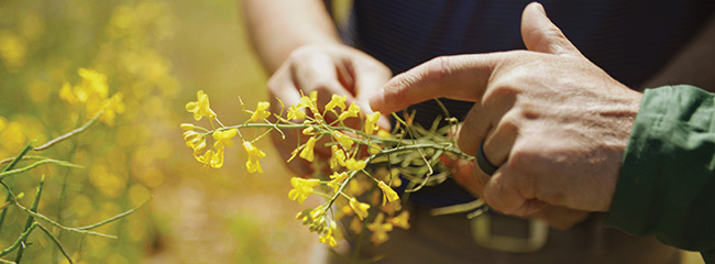 Closeup - hand holding canola plant