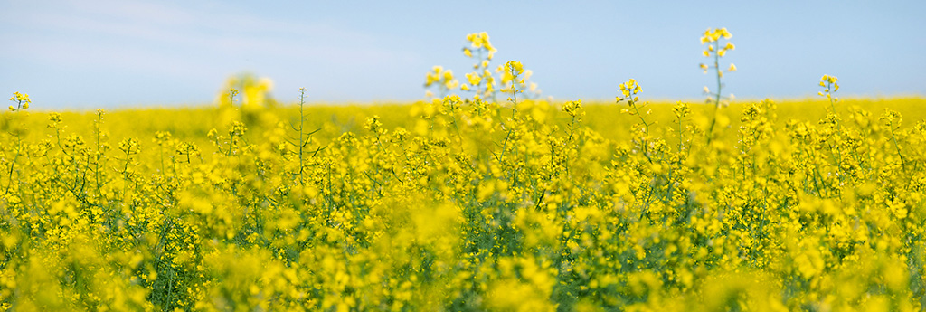Winter Canola Program - try out a new crop in a low-risk environment