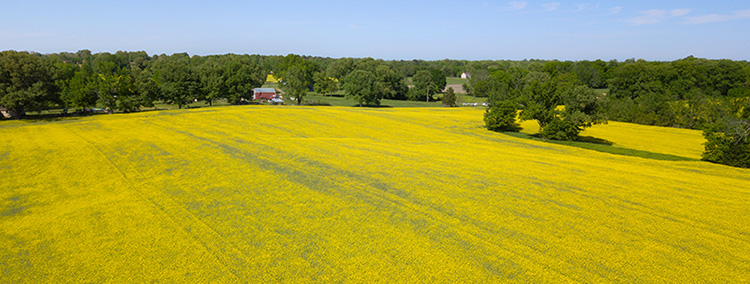 Aerial view - canola field in bloom