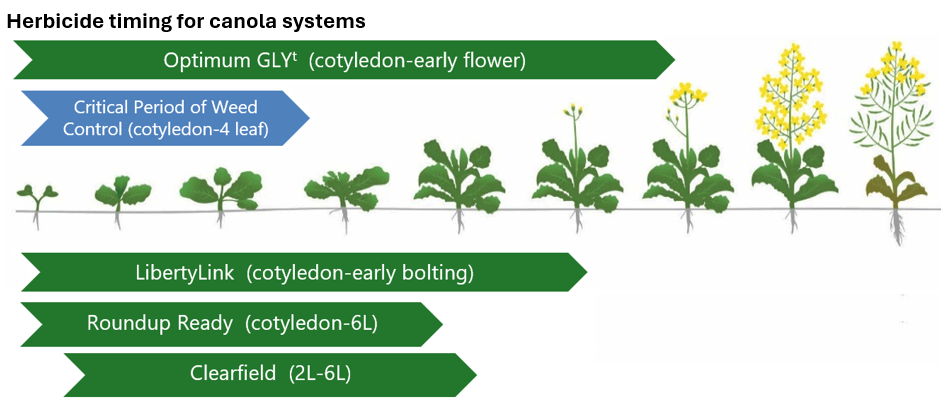 Herbicide timing for canola systems