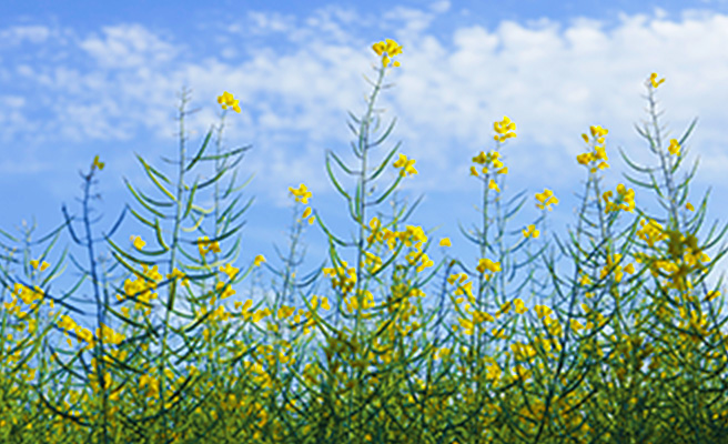 Double-cropping winter canola grown for the renewable fuels market