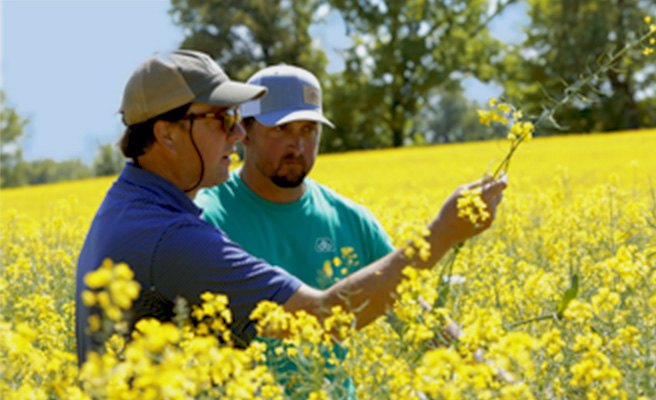 Pioneer agronomist and farmer examining crops in a field of winter canola
