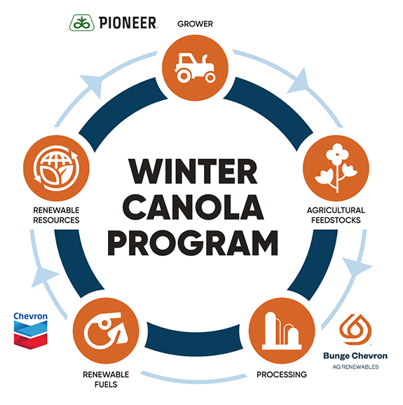 Winter Canola Program Pathway