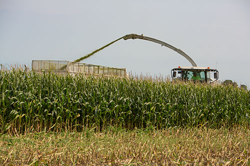 Pioneer brand Forage Products